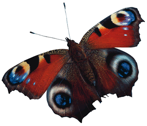 schmetter